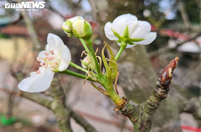 Nhiều người thích chơi hoa lê vì màu trắng muốt, tinh khôi, mang vẻ sang trọng, nền nã.