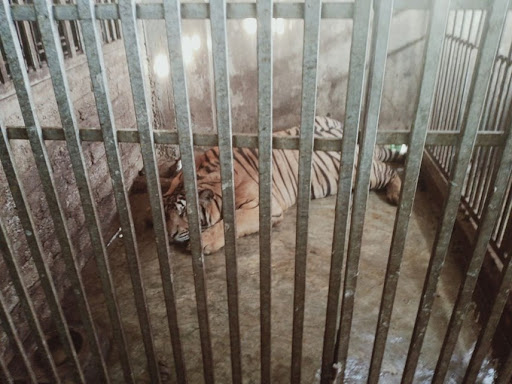 9 con hổ được chăm sóc tại Khu sinh thái Mường Thanh Diễn Lâm.