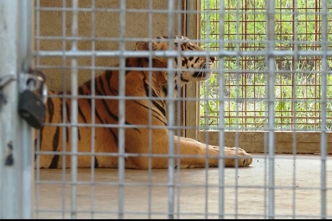 9 con hổ còn sống hiện được chăm sóc tại Khu sinh thái Mường Thanh Diễn Lâm.