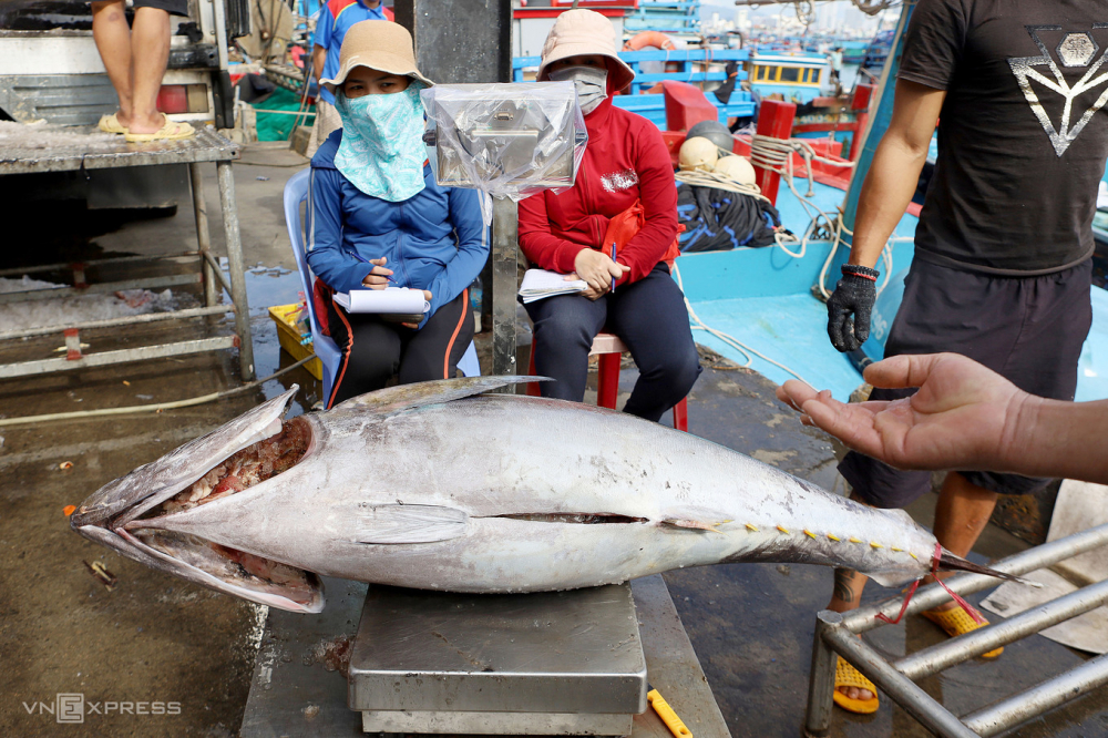 Cá ngừ đại dương được ngư dân đưa về cảng cá Hòn Rớ, TP Nha Trang, Khánh Hòa ngày 23/1/2021. Ảnh: Xuân Ngọc