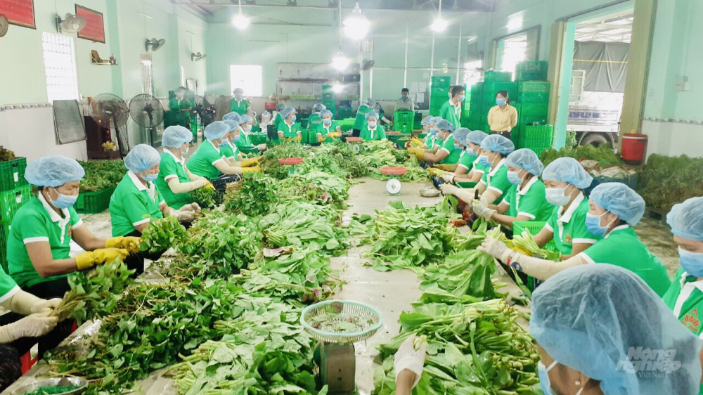 HTX Nông nghiệp Thương mại dịch vụ Phú Quới, ấp Phú Quới, xã Yên Luông, huyện Gò Công Tây, tỉnh Tiền Giang đang sơ chế đóng hàng vào túi combo.