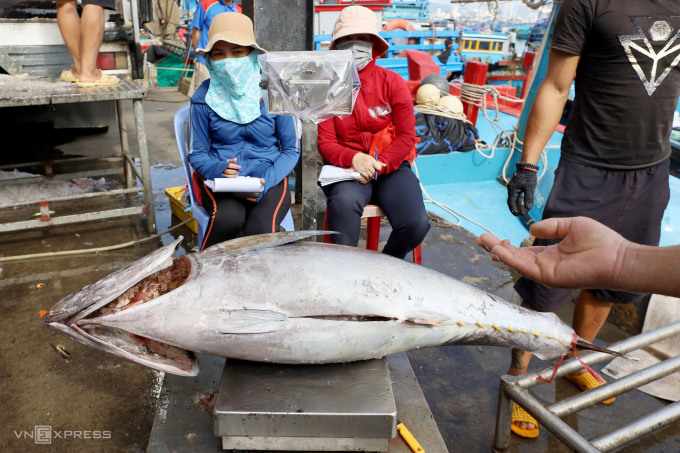 Cá ngừ đại dương được ngư dân đưa về cảng cá Hòn Rớ, TP Nha Trang, Khánh Hòa, ngày 23/1. Ảnh: Xuân Ngọc