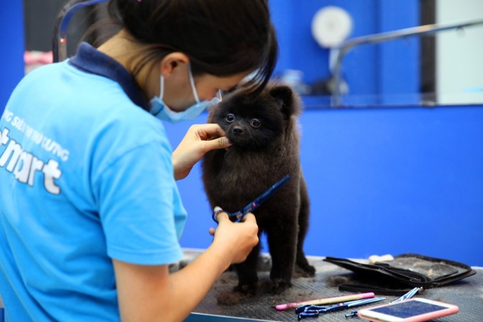 Nhân viên chuỗi cửa hàng thú cưng đang tỉa lông cho một thú cưng. Ảnh công ty cung cấp