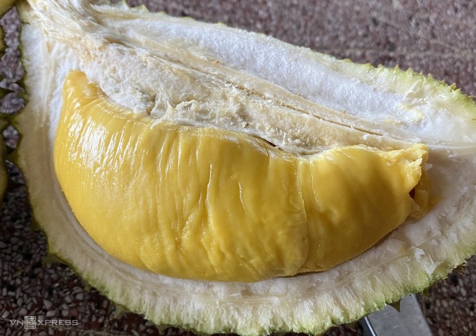 Musang King tại vườn nhà anh Hiếu. Ảnh: Anh Thảo