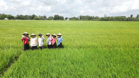 Sản xuất lúa theo đơn đặt hàng ở HTX Tân Long (huyện Vị Thủy, tỉnh Hậu Giang). Ảnh: CAO PHONG