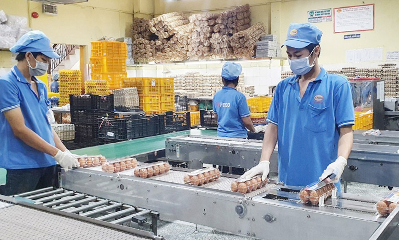 Đóng gói sản phẩm trứng gà tại Công ty cổ phần Thực phẩm Vĩnh Thành Đạt, quận 12 (thành phố Hồ Chí Minh).