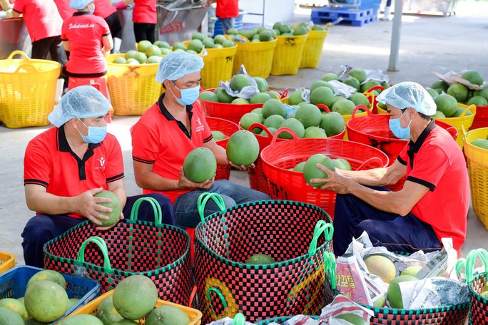 Bưởi là một trong những loại trái cây tươi đang được đàm phán xuất khẩu chính ngạch sang Trung Quốc. Ảnh: AN NA
