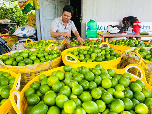 Nông sản Việt Nam thường rơi vào tình trạng phải “giải cứu” do sản xuất nông nghiệp chưa gắn với công nghiệp chế biến và chưa bám sát thông tin thị trường.Ảnh: NGỌC TRINH