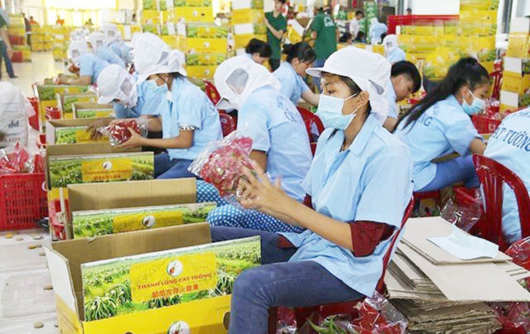 Đóng gói thanh long xuất khẩu tại Công ty TNHH Sản xuất chế biến nông sản Cát Tường (tỉnh Tiền Giang).
