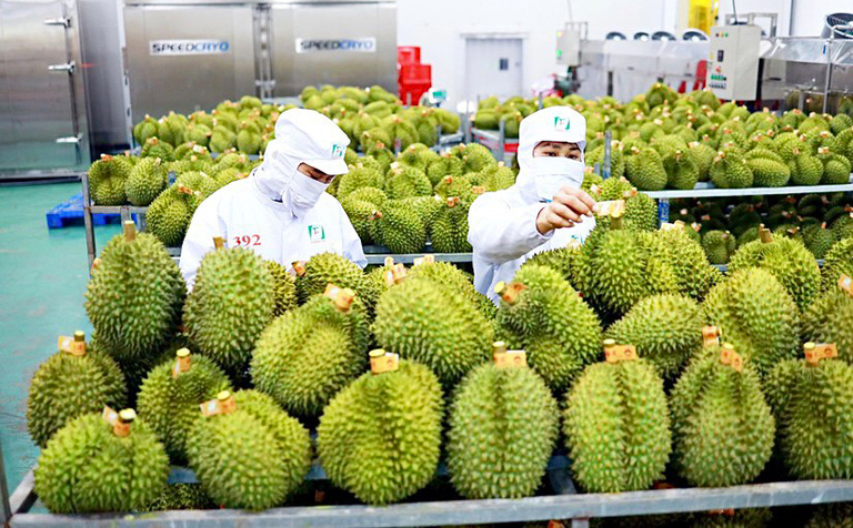 Sơ chế sầu riêng xuất khẩu tại Công ty TNHH Xuất nhập khẩu trái cây Chánh Thu (tỉnh Bến Tre).