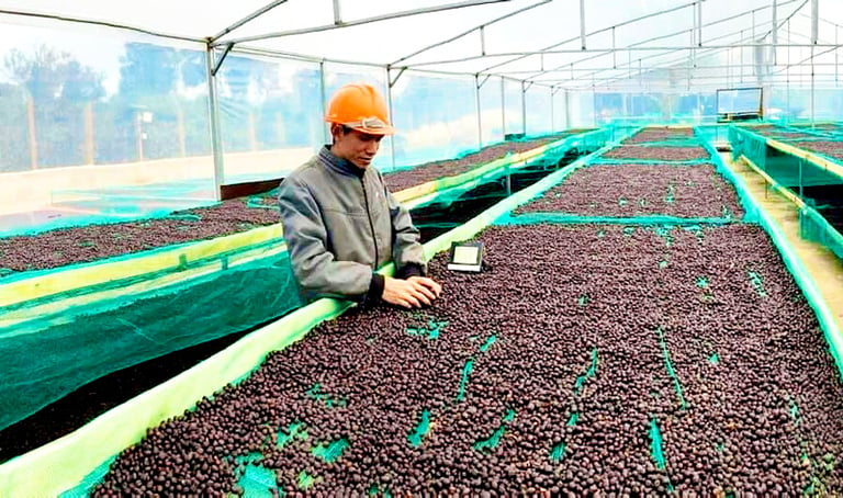 Kiểm tra chất lượng cà phê xuất khẩu tại Hợp tác xã Ea Tân (tỉnh Đắk Lắk). Ảnh: Thảo Huyền