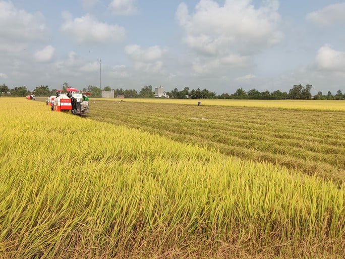Cần tăng cường áp dụng các tiến bộ kỹ thuật để giảm giá thành lúa gạo, tăng lợi nhuận cho nông dân. Trong ảnh: Thu hoạch lúa tại An Giang. Ảnh: AN NA