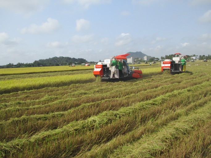 VCCI kiến nghị Việt Nam tiến tới tự do hóa thị trường xuất khẩu gạo