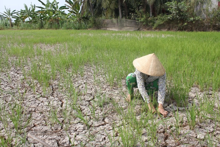 Tình trạng xâm nhập mặn gây khó khăn cho người nông dân châu Á - Ảnh: Thanh Niên