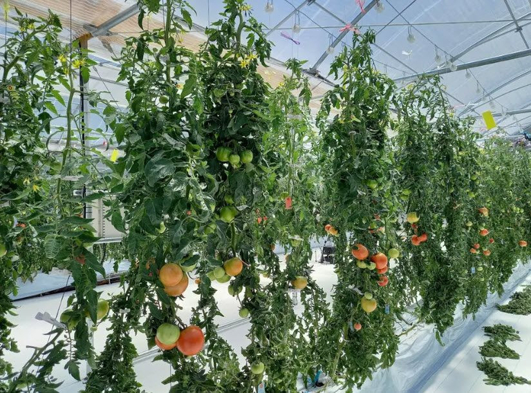 Một nhà kính sử dụng công nghệ 5G ở Nhật Bản trồng cà chua - Ảnh: NTT