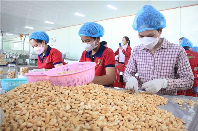 Công nhân đóng gói hạt điều tại Công ty TNHH MTV sản xuất thương mại Đức Thịnh (tại xã Thống Nhất, huyện Bù Đăng). Ảnh: K GỬIH /TTXVN
