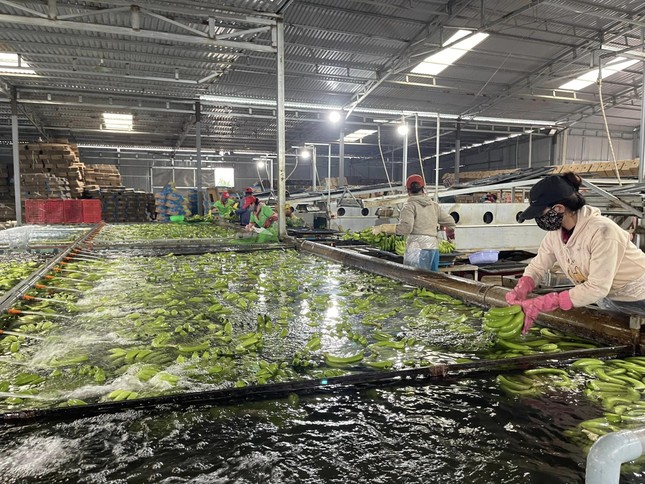 Công nhân Công ty Banana Brothers Farm sơ chế chuối để xuất khẩu sang Trung Quốc.