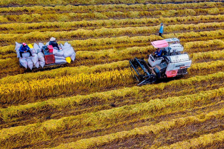 Một số quốc gia nhập khẩu gạo truyền thống của Việt Nam như Indonesia, Philippines đều có nhu cầu tăng lượng nhập khẩu gạo. Vì vậy, đây là thời cơ lớn cho ngành hàng lúa gạo Việt Nam.