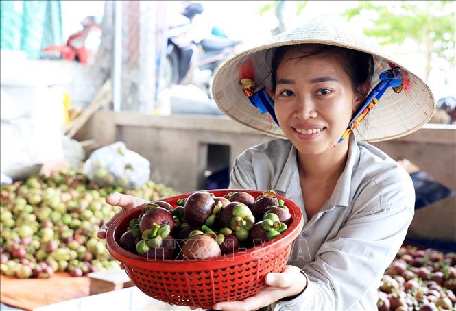 Măng cụt là một trong các loại quả được xuất khẩu nhiều nhất sang thị trường các nước, đặc biệt là Trung Quốc. Ảnh: Hồng Đạt/TTXVN