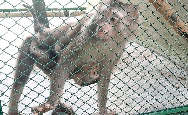 Khỉ đuôi lợn vừa được bàn giao cho VQG Phong Nha - Kẻ Bàng