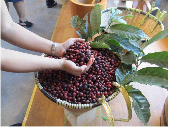 Cà phê Robusta Việt Nam đang bước vào vụ thu hoạch mới