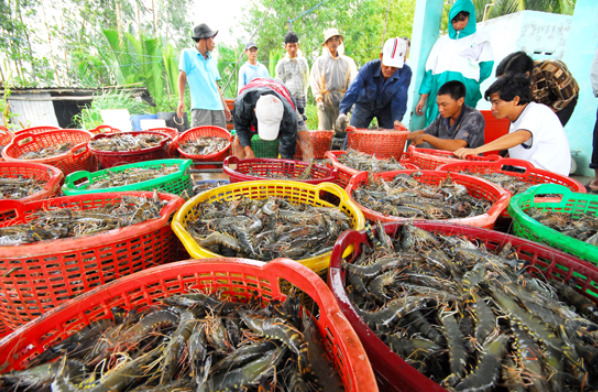 Thu hoạch tôm ở ĐBSCL Ảnh: NGỌC TRINH    