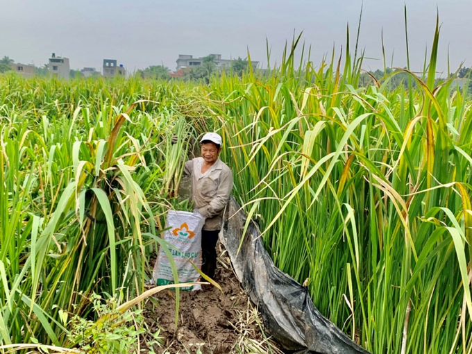 Mùa thu đông là thời điểm củ niễng phát triển mạnh mẽ nhất. Ảnh: Báo Hưng Yên