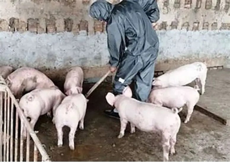 Ngăn dịch tái bùng phát, không để giá thịt lợn tăng đột biến- Ảnh 1.
