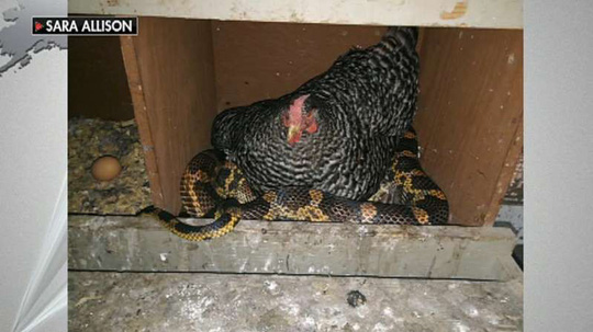 Cảnh tượng khó tin khi gà ngủ chung một cách yên bình với rắn. Ảnh: Sara Allison