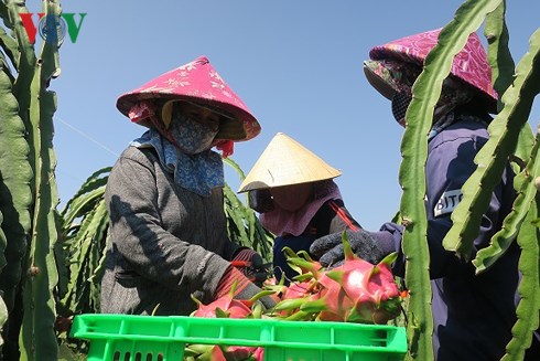 Nhân công thu hoạch thanh long trong vườn của gia đình ông Huỳnh Văn Tấc.