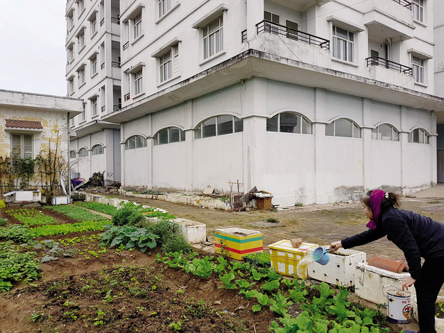 Khoảng sân sau khu nhà được các hộ dân sinh sống lân cận tận dụng làm nơi trồng rau.