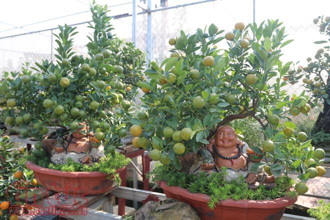 Nhà vườn Long Hương hiện có khoảng 300 cây quất bonsai được tạo dáng trong những chiếc bình gốm sứ Phù Lãng, Bát Tràng công phu và cây có nhiều hình dáng độc, lạ.
