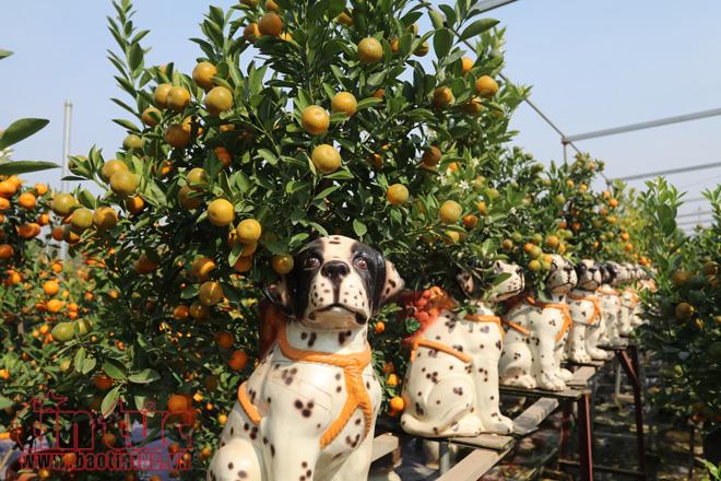 Năm nay, mẫu quất bonsai trồng trên lưng những chú chó, ăn theo biểu tượng của năm Mậu Tuất 2018 được nhiều chủ vườn đầu tư.
