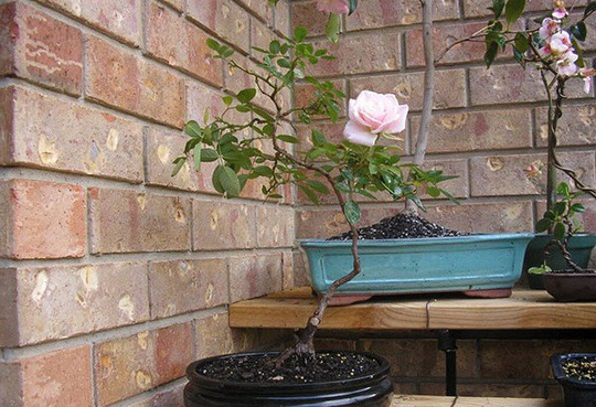 Với đặc tính hương thơm dễ chịu, màu sắc đa dạng, những chậu bonsai hoa hồng được nhiều khách hàng lựa chọn để chơi Tết. Ảnh: Caycanhthanglong.