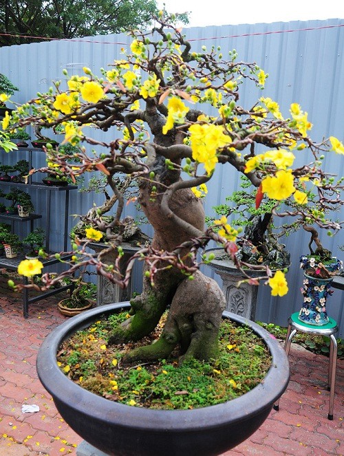 Mai bonsai thế trực gần 100 tuổi. Ảnh: Zing.