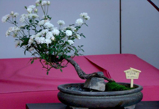 Hoa hồng bonsai với kiểu dáng thân, rễ tạo hình độc đáo được khách hàng lựa chọn để trang trí phòng khách, bàn làm việc. Ảnh: Caycanhthanglong.