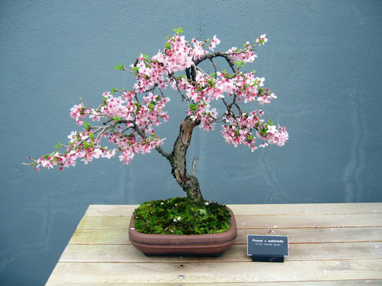 Đào bonsai với tạo hình bắt mắt. Ảnh: Vườn đào Mạnh Hùng