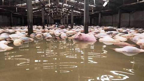 Hàng nghìn con lợn chết trắng trong trang trại ở Yên Định (Thanh Hóa) do mưa lũ