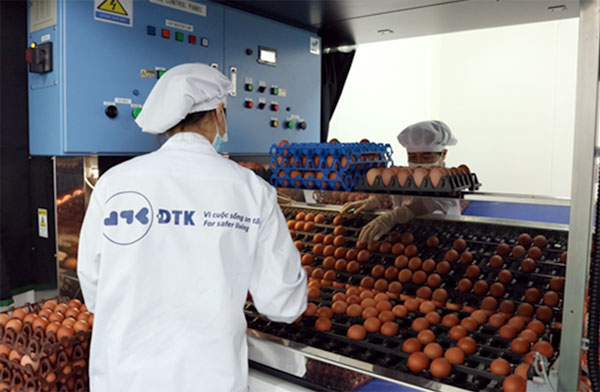 Trứng gà sạch phải được sản xuất theo quy trình khép kín được kiểm soát nghiêm ngặt từng khâu