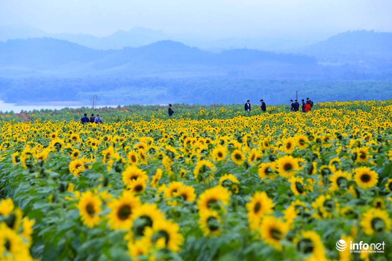 Hoa hướng dương đã trở thành một biểu tượng du lịch mới của Nghệ An mỗi khi được nhắc đến.