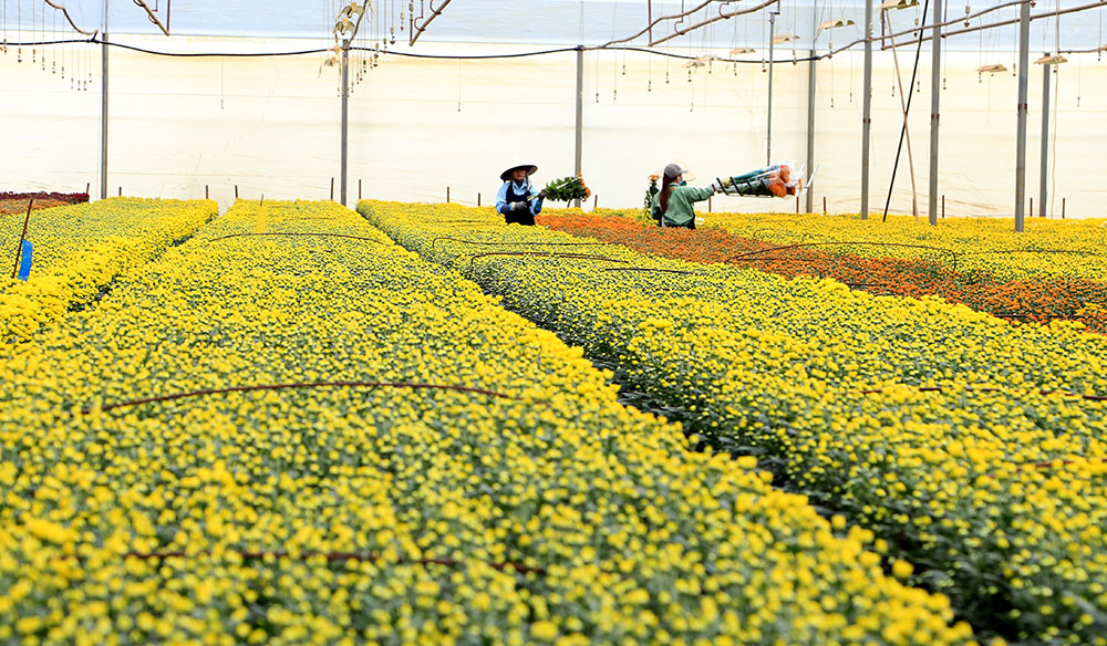 Công nhân Công ty Dalat Hasfarm chăm sóc các giống hoa cung ứng cho thị trường dịp Tết Nguyên đán.Ảnh: Chính Thành