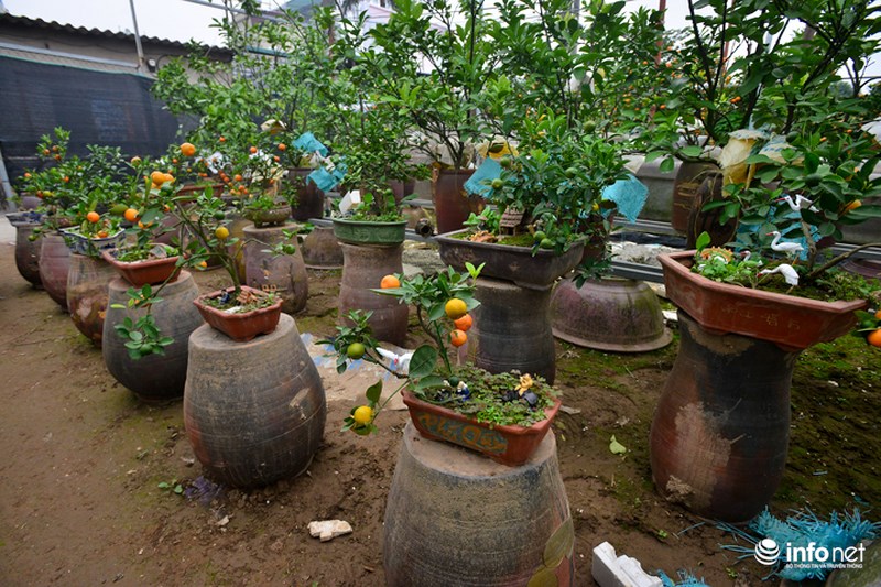 Ngoài quất chai thủy tinh, vườn của anh Quang còn nhiều dáng quất độc đáo khác như quất trồng tiểu cảnh với giá cả hợp lý phổ biến từ 1.000.000-2.000.000 đồng/cây.