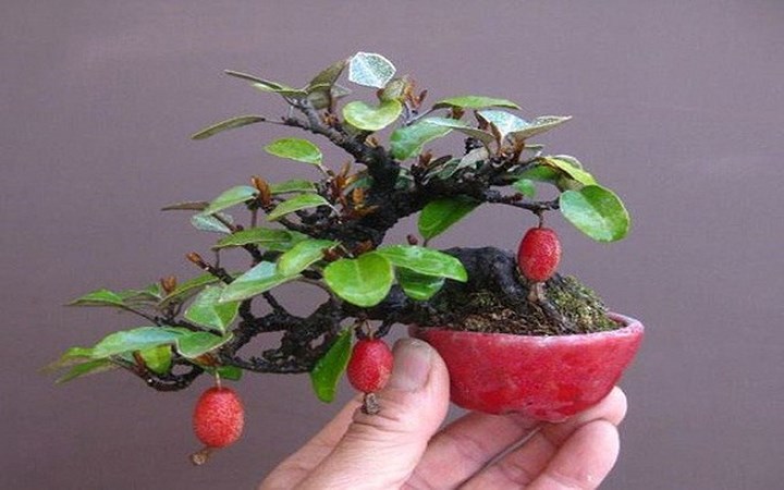 Cây nhót thường được biết là một loại cây ăn quả, loại thuốc quý có vị chua thanh ngon miệng. Hiện nay, nhiều nghệ nhân đam mê cây cảnh cũng biến loài cây này trở thành những tiểu cảnh bonsai nhót tuyệt đẹp để trưng Tết. (Ảnh: Gia đình & xã hội) 
