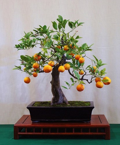 Quất là loại cây dễ uốn, tỉa để làm bonsai. Những chậu bonsai xanh tốt, quả vàng đều, sai quả tượng trưng cho một năm ăn nên làm ra, dồi dào sức sống, rất hợp để trưng khi Tết đến xuân về. (Ảnh: Gia đình & xã hội) 