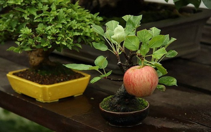 Nhỏ nhưng có võ là điều nhiều người phải thừa nhận khi nói về cây bonsai táo này. Một trái táo 