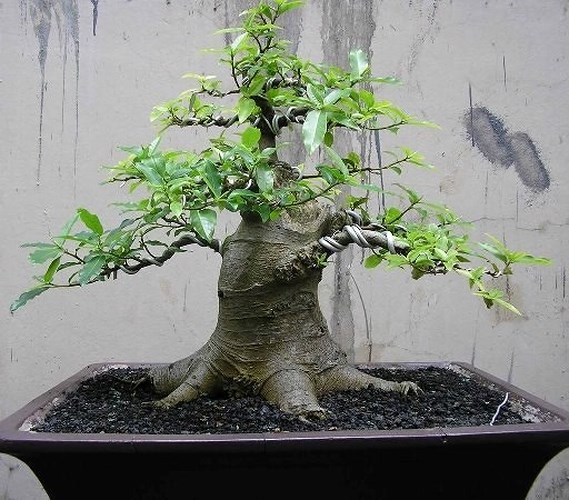Sung là một cây trong tứ quý, được tin tưởng đem đến may mắn, sung túc cho chủ nhà. (Ảnh: Dân Việt) 