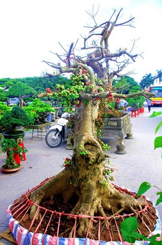 Sung thường được làm cây cảnh, tạo thành rất nhiều thế bonsai đẹp. Quả sung, thực chất là hoa, bên ngoài giống như một đế hoa, bên trong mọc tua tủa những cánh hoa li ti và được khép kín lại thành hình tròn, giống như quả vậy. Hoa lớn dần, vỏ từ màu xanh chuyển sang màu đỏ thẫm, chín và rụng rất nhanh. (Ảnh: Dân Việt)