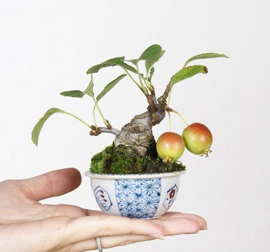 Cây táo bonsai mini (Ảnh: Gia đình & xã hội) 