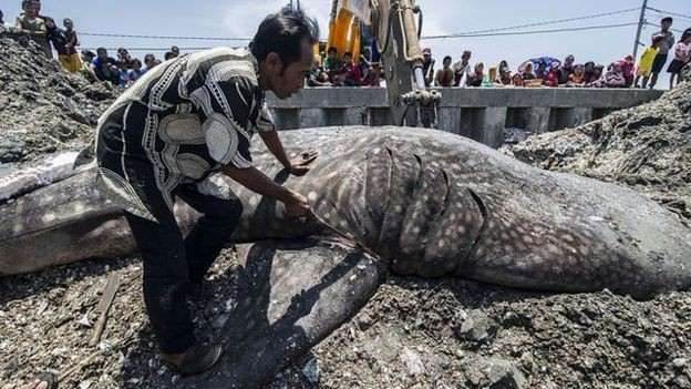 Nhiều nước trên thế giới đã ban hành luật cấm khai thác vây cá mập (Ảnh: JUNI KRISWANTO/AFP/GETTY)