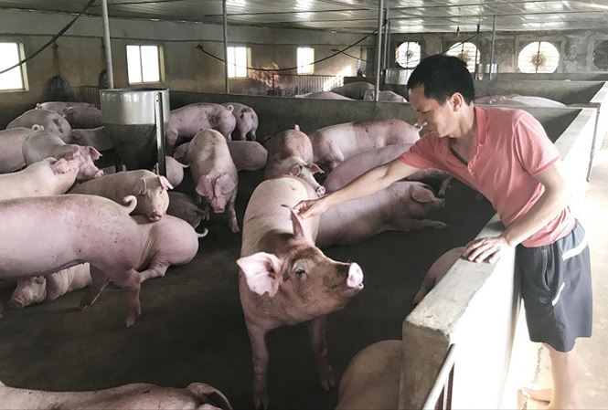 
Dù giá lợn hơi đã nhích lên, nhưng nhiều người nuôi vẫn lỗ nặng do cú sốc giảm giá năm ngoái. Ảnh: Bình Phương.